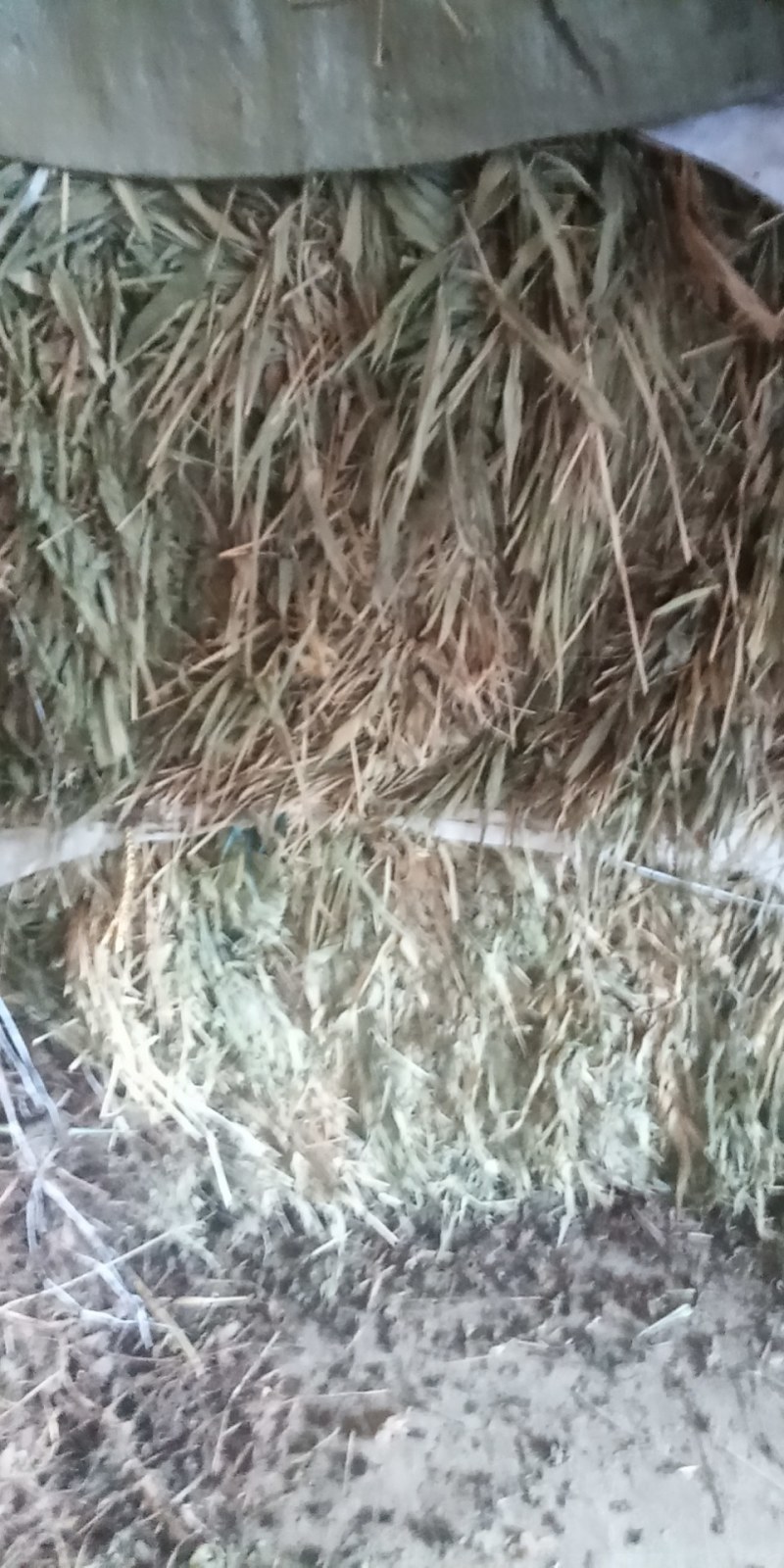 淡竹叶大别山特产野生中草药新货颜色好野生货