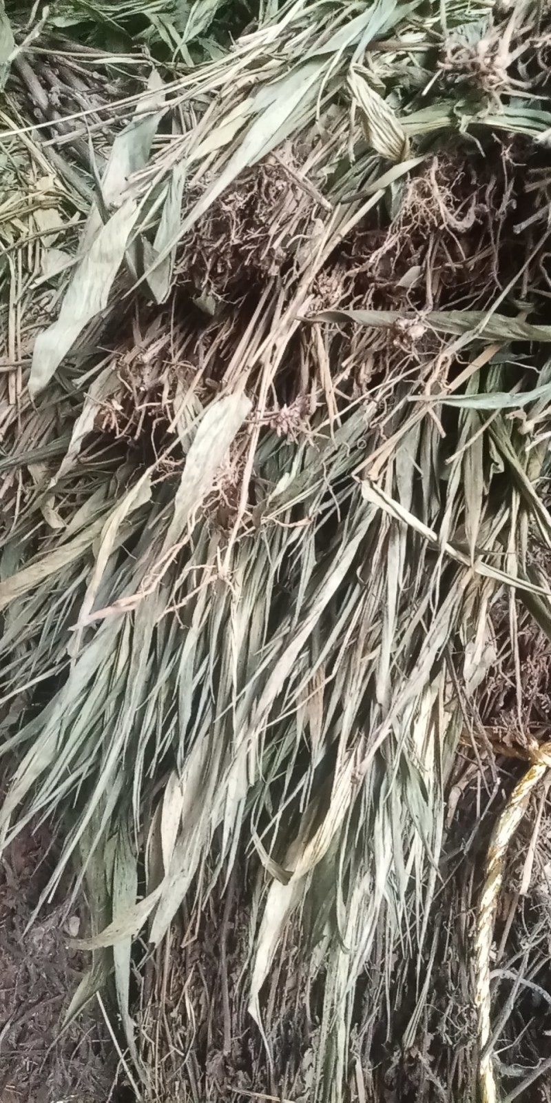 淡竹叶大别山特产野生中草药新货颜色好野生货