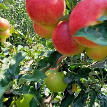 优质早熟苹果大量上市