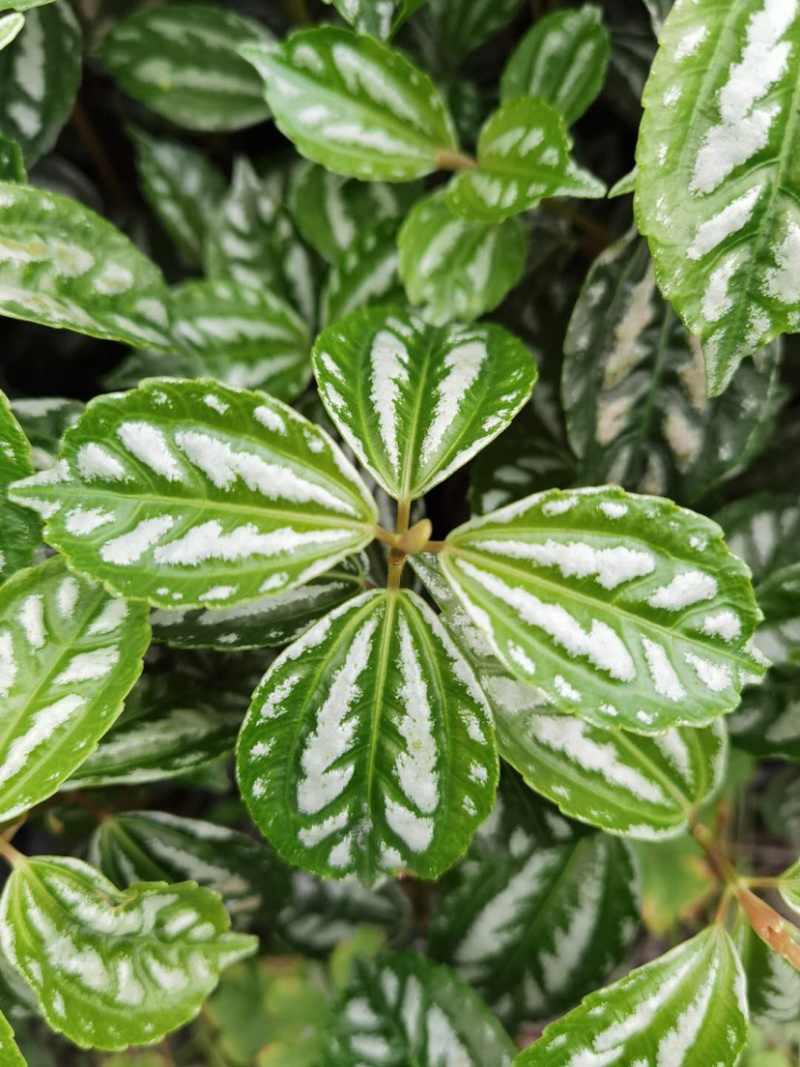 冷水花工程货，透白草基地批发