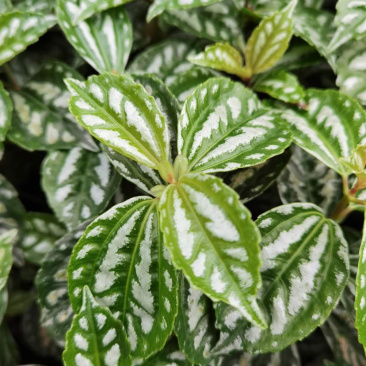 冷水花工程货，透白草基地批发