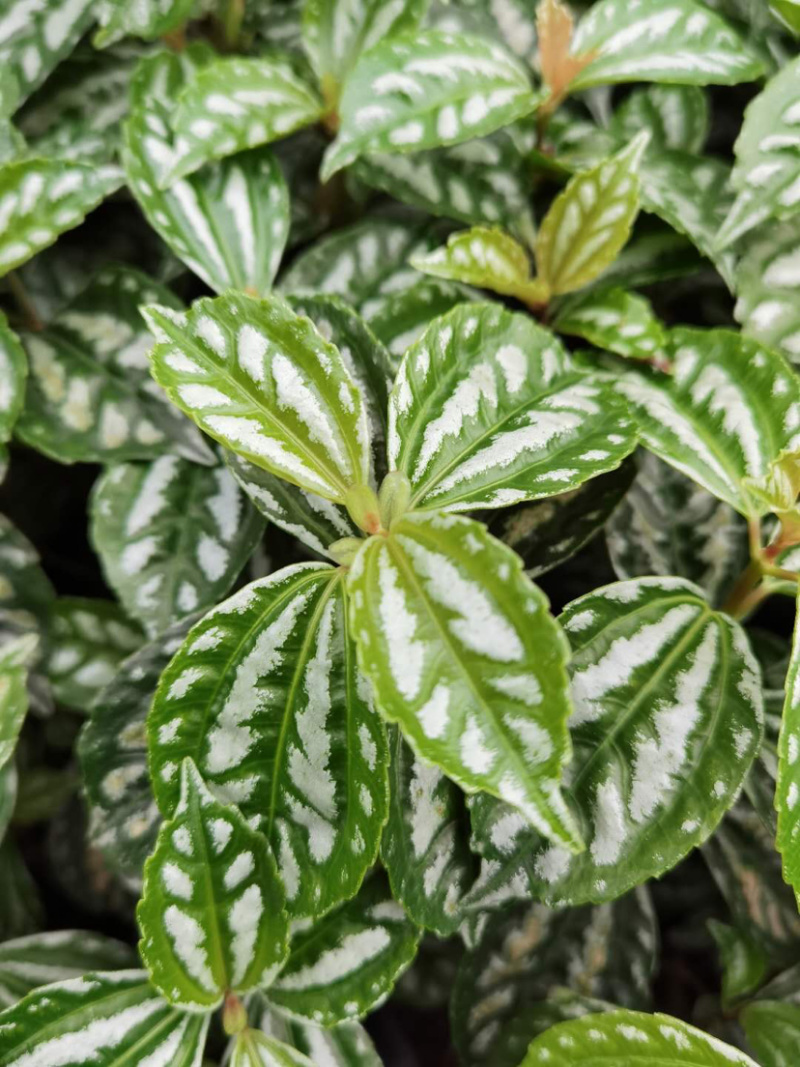 冷水花工程货，透白草基地批发