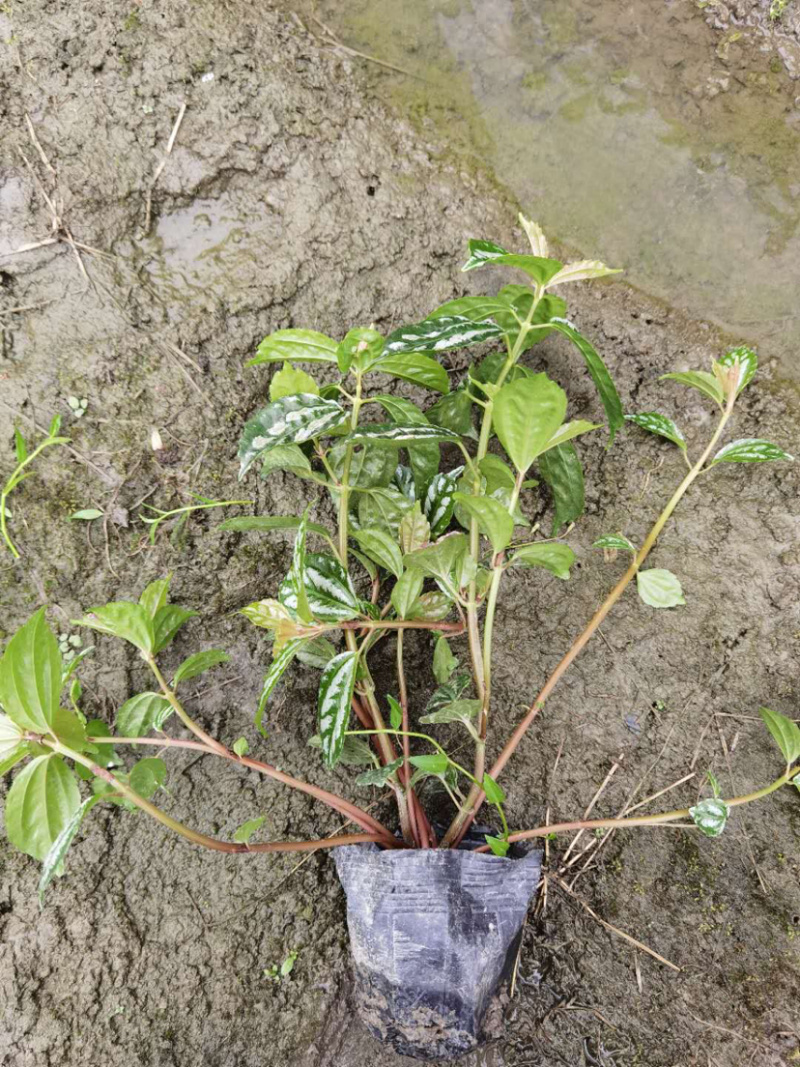 冷水花工程货，透白草基地批发