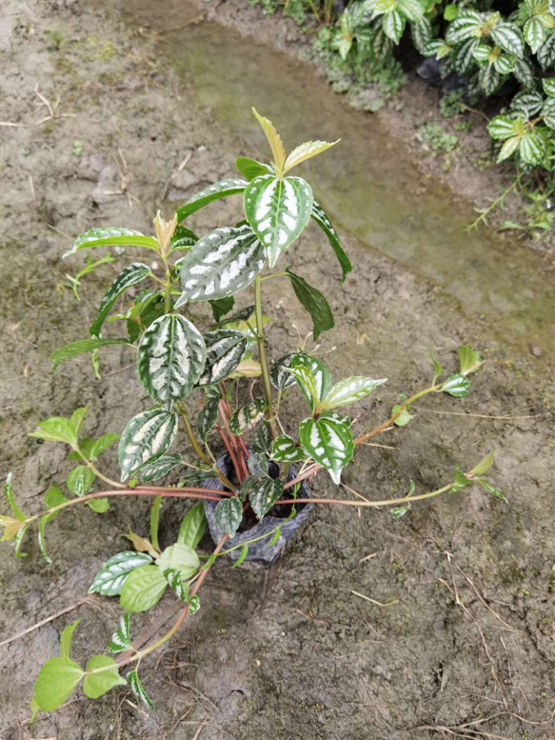 冷水花工程货，透白草基地批发