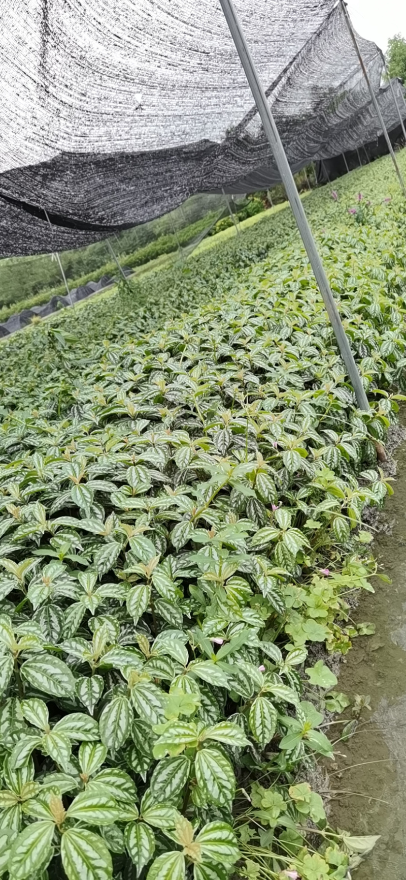 冷水花工程货，透白草基地批发