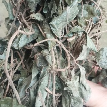 野生矮地茶大别山野生中草药新货野生矮地茶
