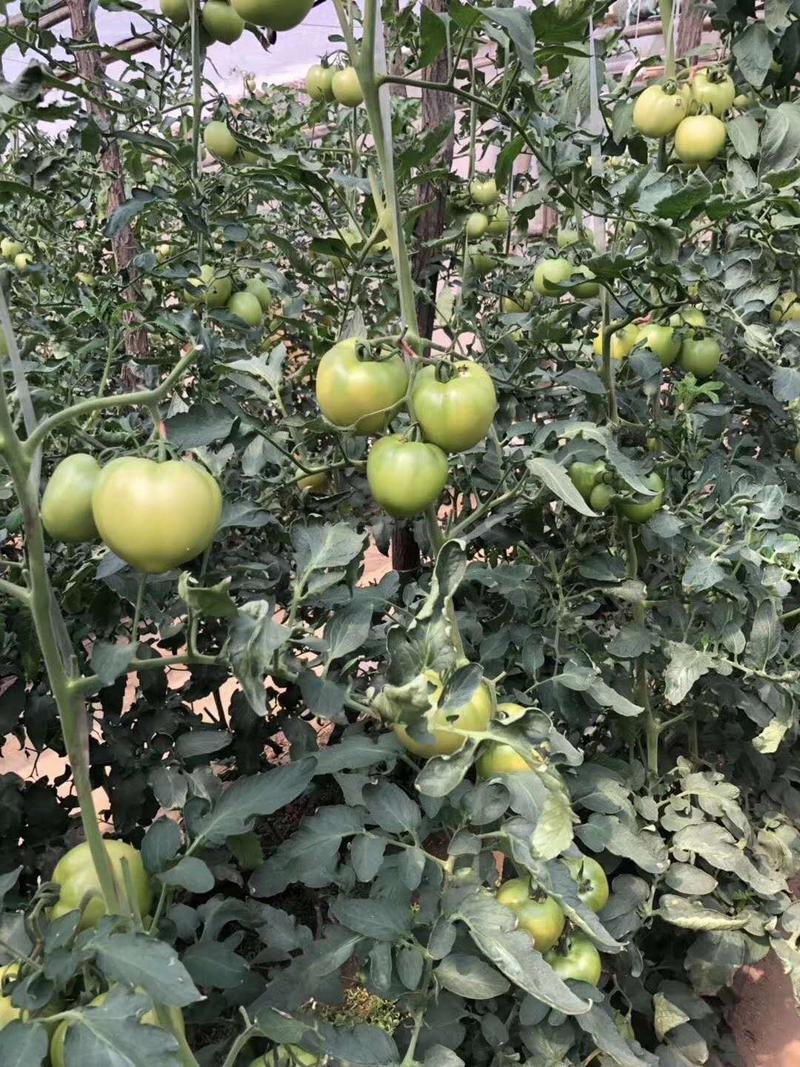 西红柿种子硬粉西红柿种子耐运输高产免费技术指导