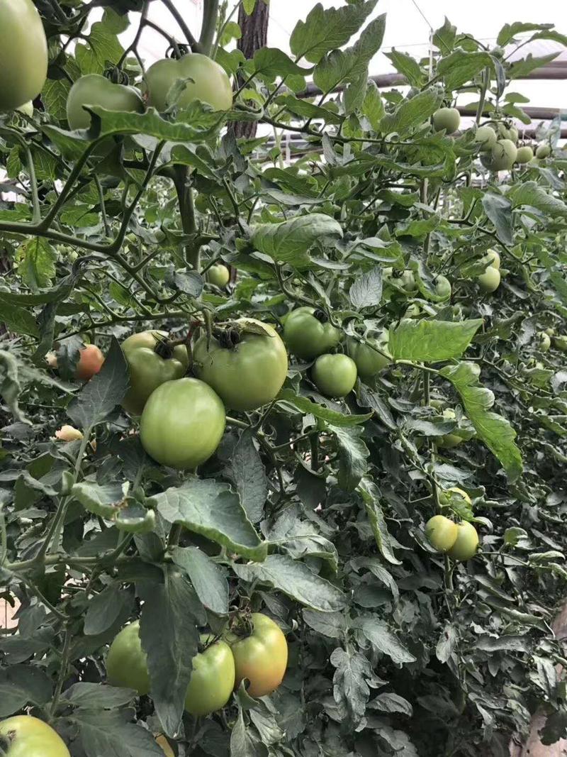 西红柿种子硬粉西红柿种子耐运输高产免费技术指导