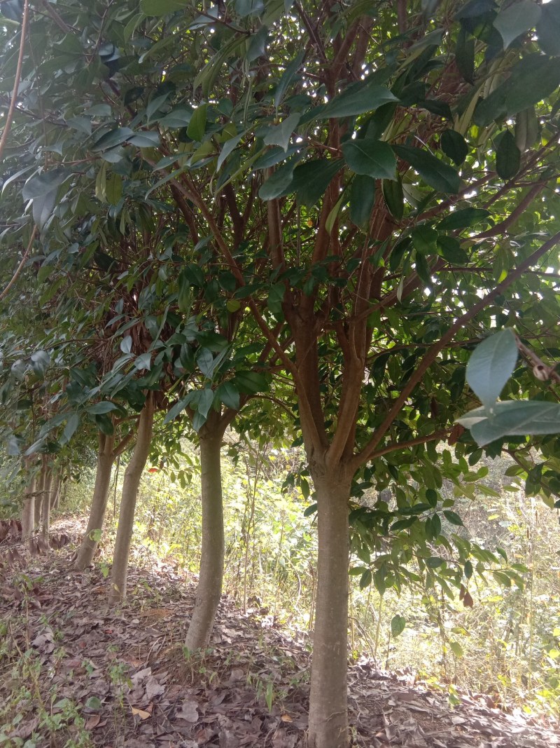 岳峰苗木基地供应各种苗木