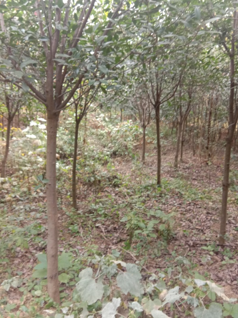岳峰苗木基地供应各种苗木