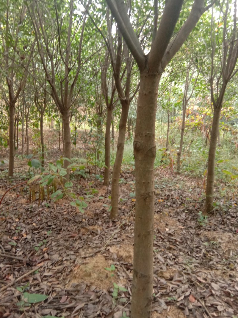 岳峰苗木基地供应各种苗木