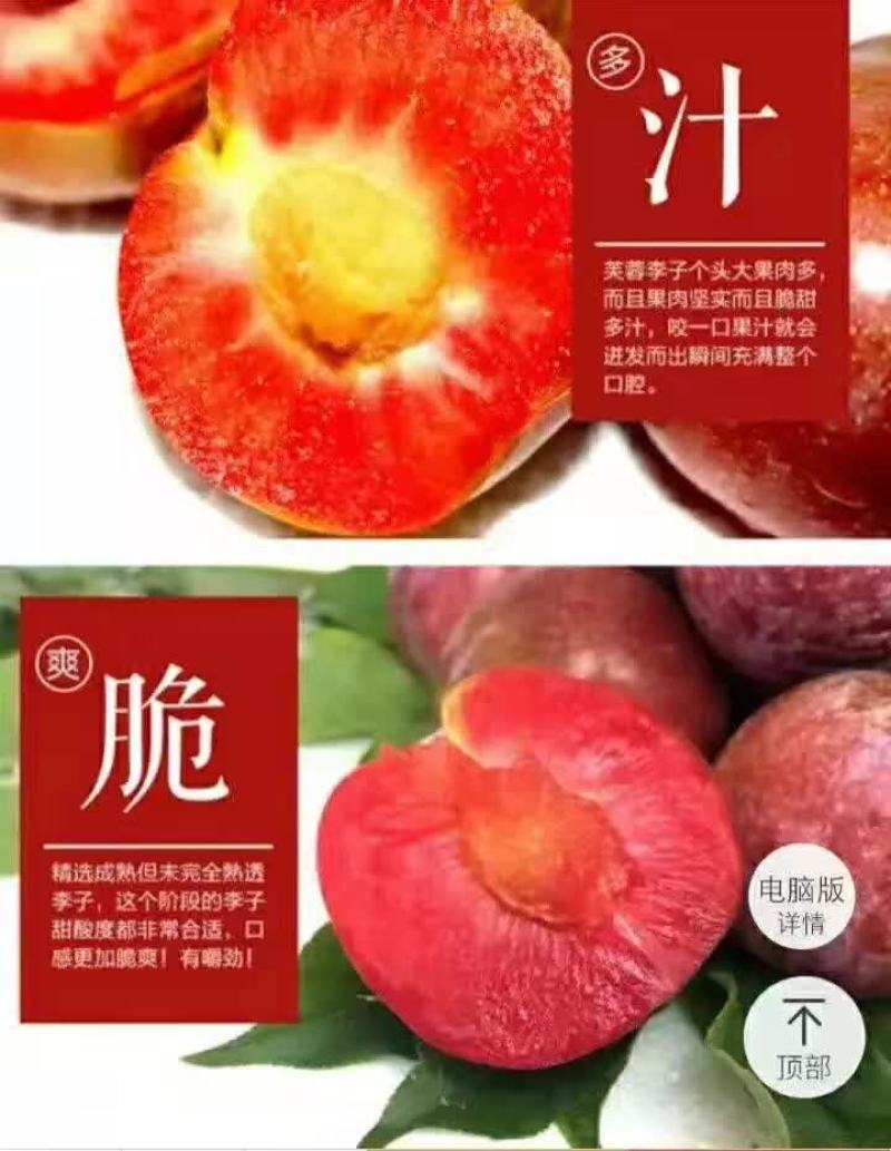 福建芙蓉李大量出售。