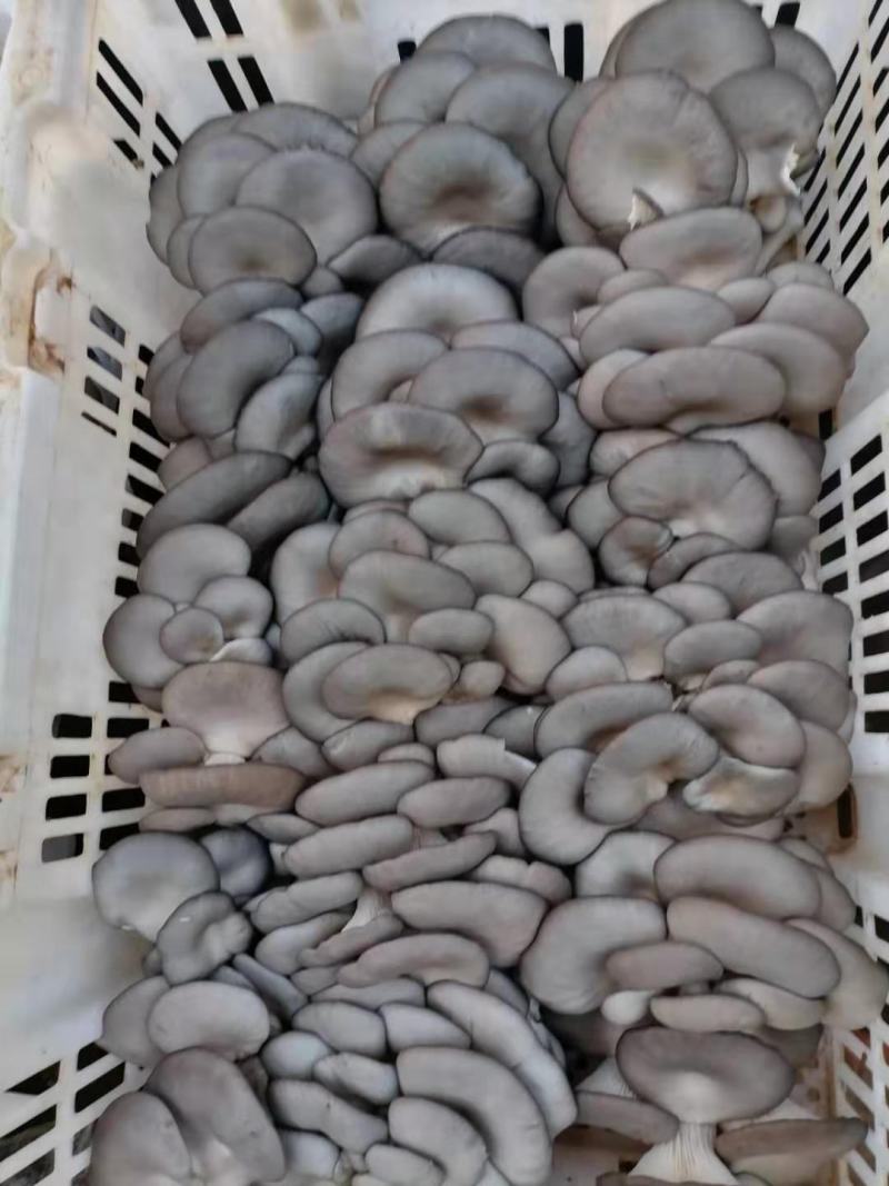 天宏食用菌黑平菇生产种预订出售