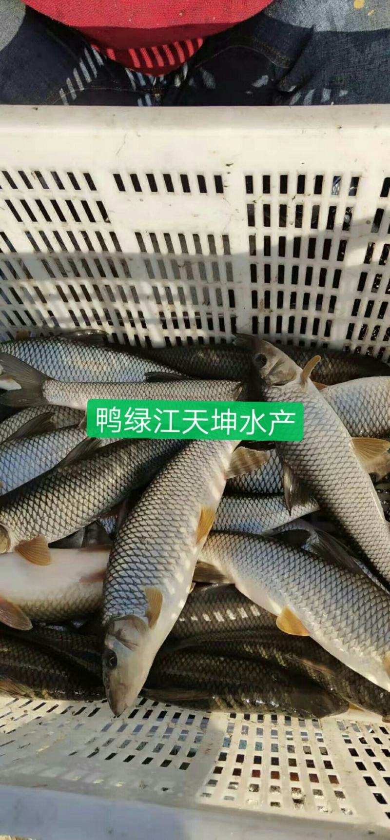 重唇鱼，虫虫鱼，耐运输保成活，网箱重唇鱼