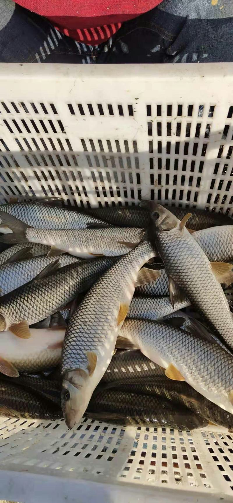 重唇鱼，虫虫鱼，耐运输保成活，网箱重唇鱼