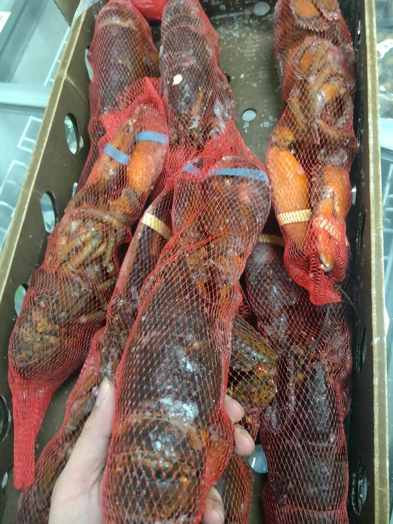 波龙，生冻波斯顿龙虾，上海现货大量批发。