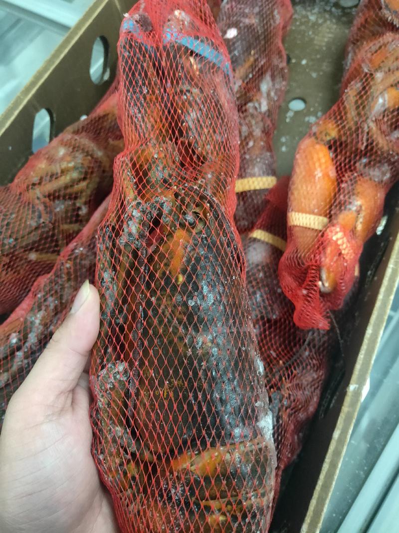 波龙，生冻波斯顿龙虾，上海现货大量批发。