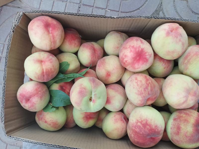 大久保桃，黄土高原离核大精品水蜜桃，口感酸甜