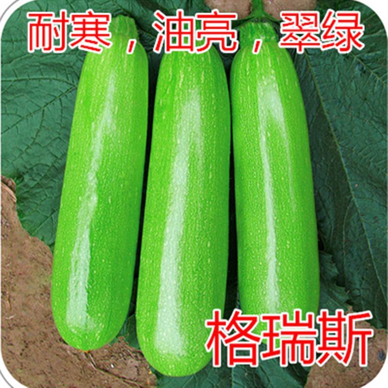 格瑞斯油绿高产西葫芦品种秋延越冬早春均可种植