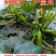 格瑞斯油绿高产西葫芦品种秋延越冬早春均可种植