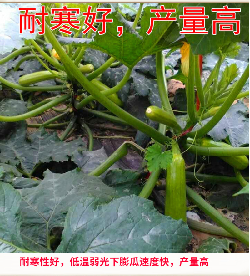 格瑞斯油绿高产西葫芦品种秋延越冬早春均可种植