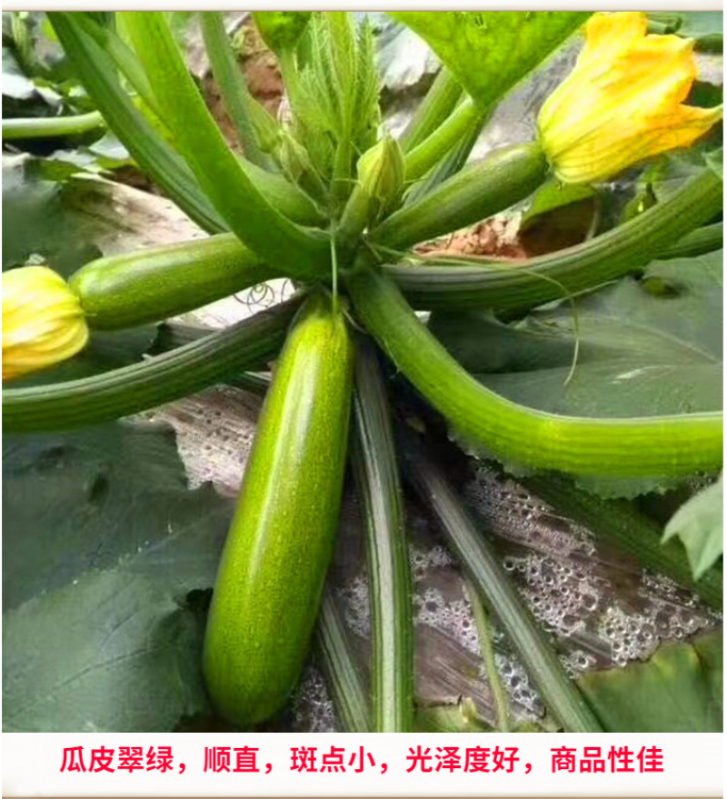 格瑞斯油绿高产西葫芦品种秋延越冬早春均可种植