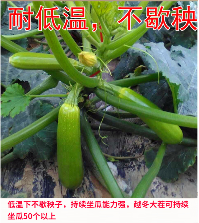 格瑞斯油绿高产西葫芦品种秋延越冬早春均可种植