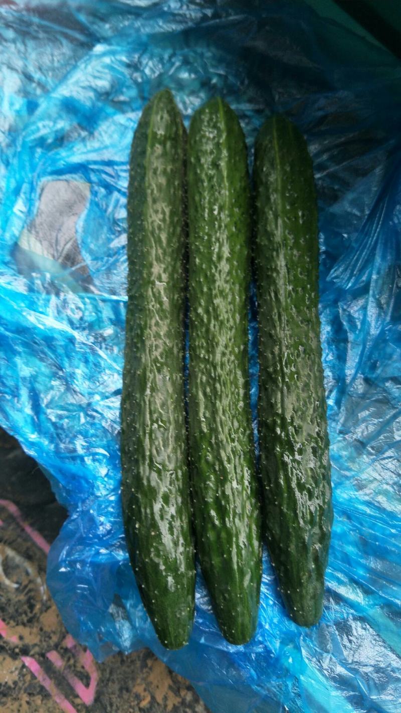 陆地黄瓜，顶花带刺，价格便宜