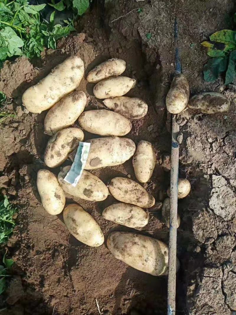 张家口尚义每天各种系列荷兰土豆大量供应，