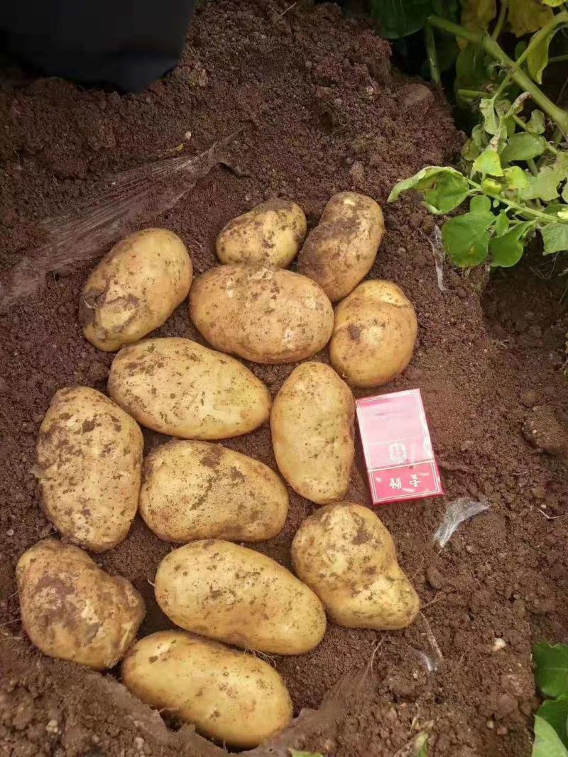 张家口尚义每天各种系列荷兰土豆大量供应，