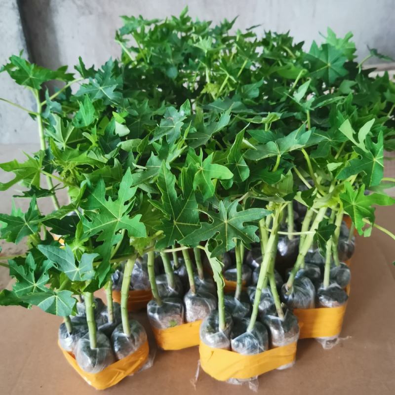四季结果木苗红肉水果木瓜苗矮化大果木瓜苗当年结果带土包邮