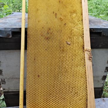【带木框意蜂新巢脾】繁殖意大利蜜蜂专用边框带铜眼全新巢脾