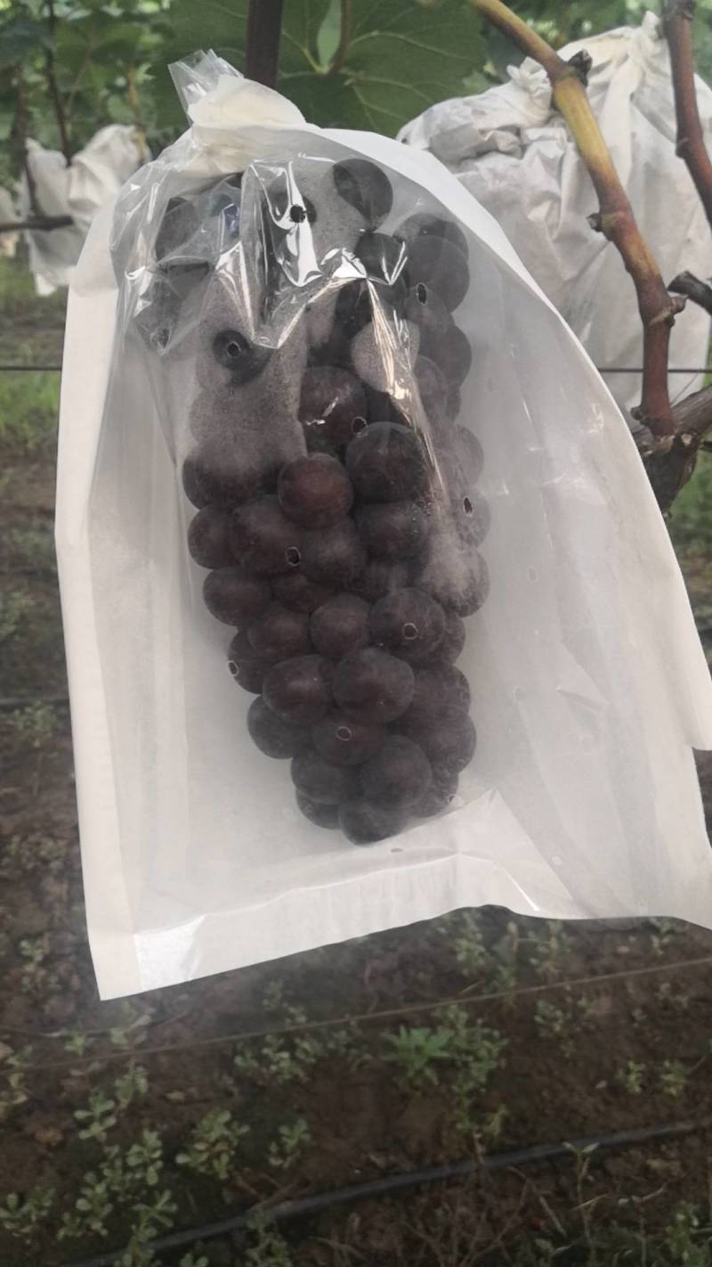 夏黑葡萄，早夏黑，晚夏黑，巨峰，维多利亚，辽峰葡萄