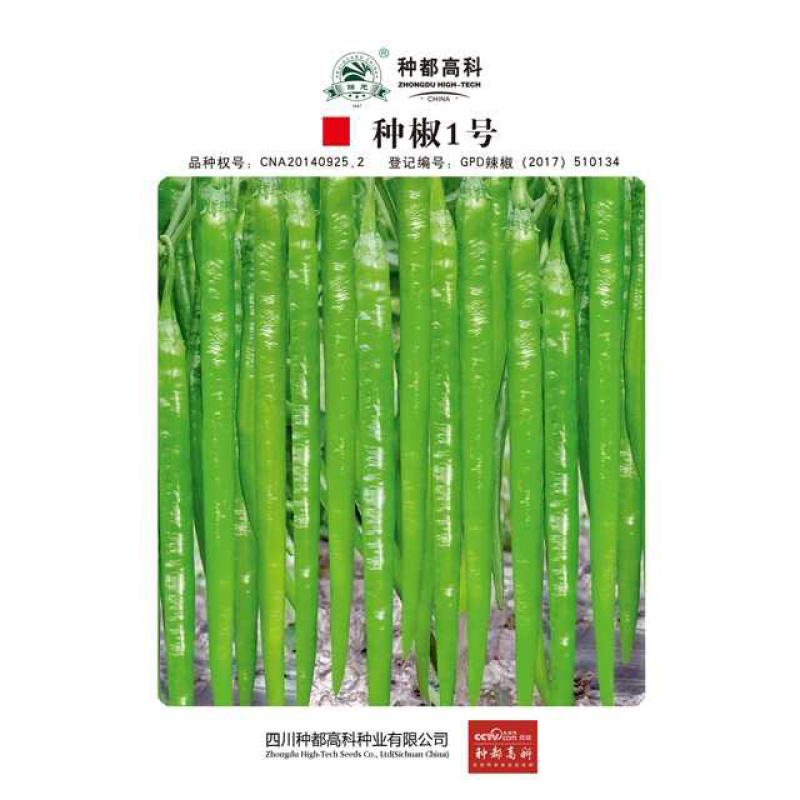 辣椒苗、辣美人、种椒1号、薄皮阿宝等.高端种子都有