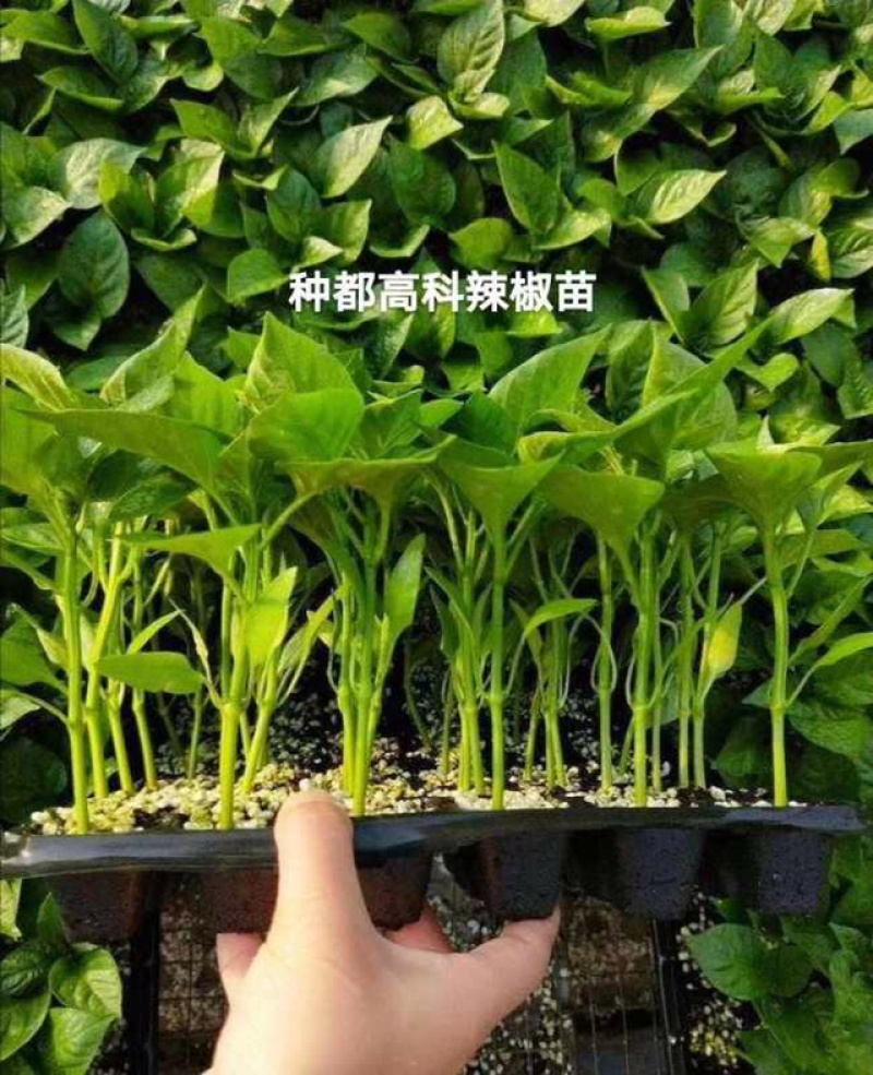 辣椒苗、辣美人、种椒1号、薄皮阿宝等.高端种子都有