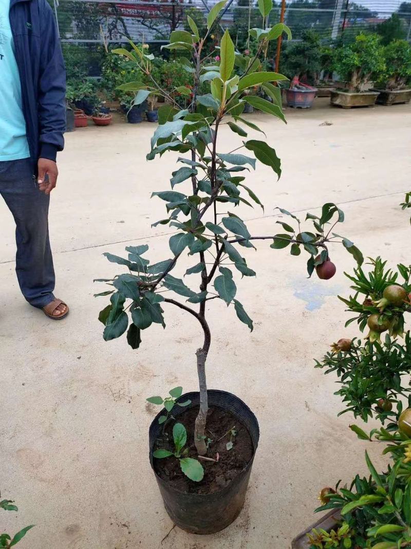 水晶梨树苗晚秋黄梨树水晶梨树基地直发现挖现发视频看货