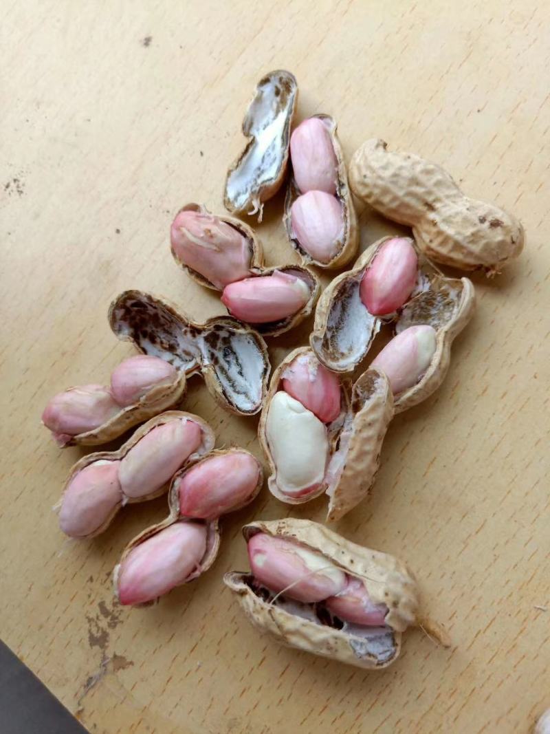 【精品湿花生批发】过筛子手选果，籽粒饱满，量大从优