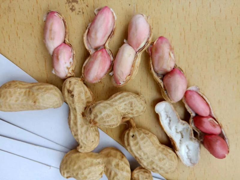 【精品湿花生批发】过筛子手选果，籽粒饱满，量大从优
