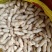 【精品湿花生批发】过筛子手选果，籽粒饱满，量大从优