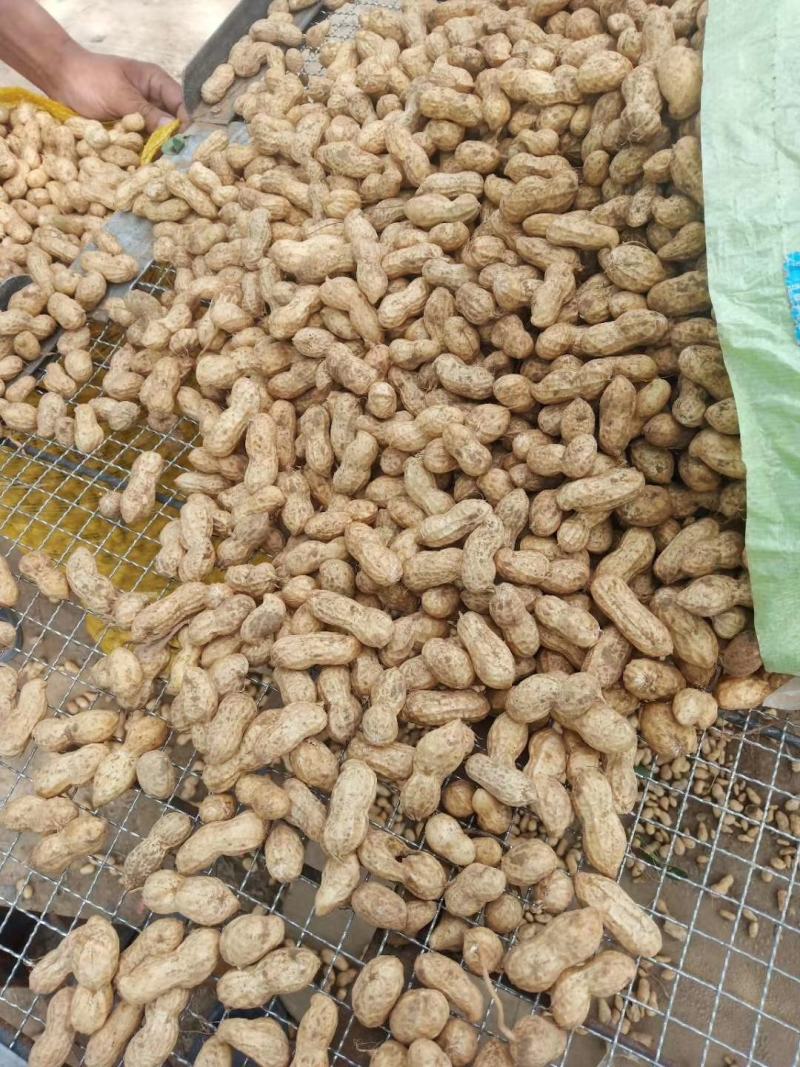 【精品湿花生批发】过筛子手选果，籽粒饱满，量大从优