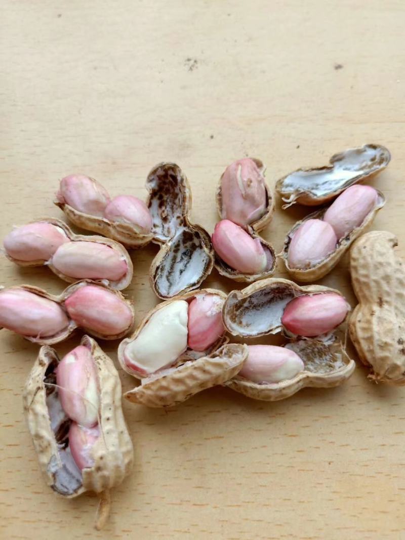 【精品湿花生批发】过筛子手选果，籽粒饱满，量大从优