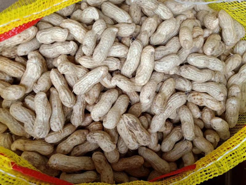【精品湿花生批发】过筛子手选果，籽粒饱满，量大从优