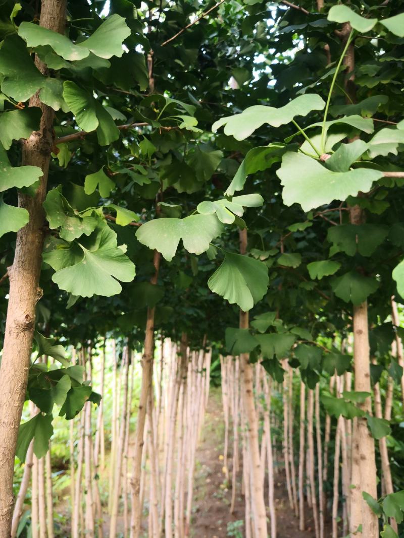 银杏树苗，银杏树，基地苗圃直供质量有保证