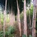 银杏树苗，银杏树，基地苗圃直供质量有保证