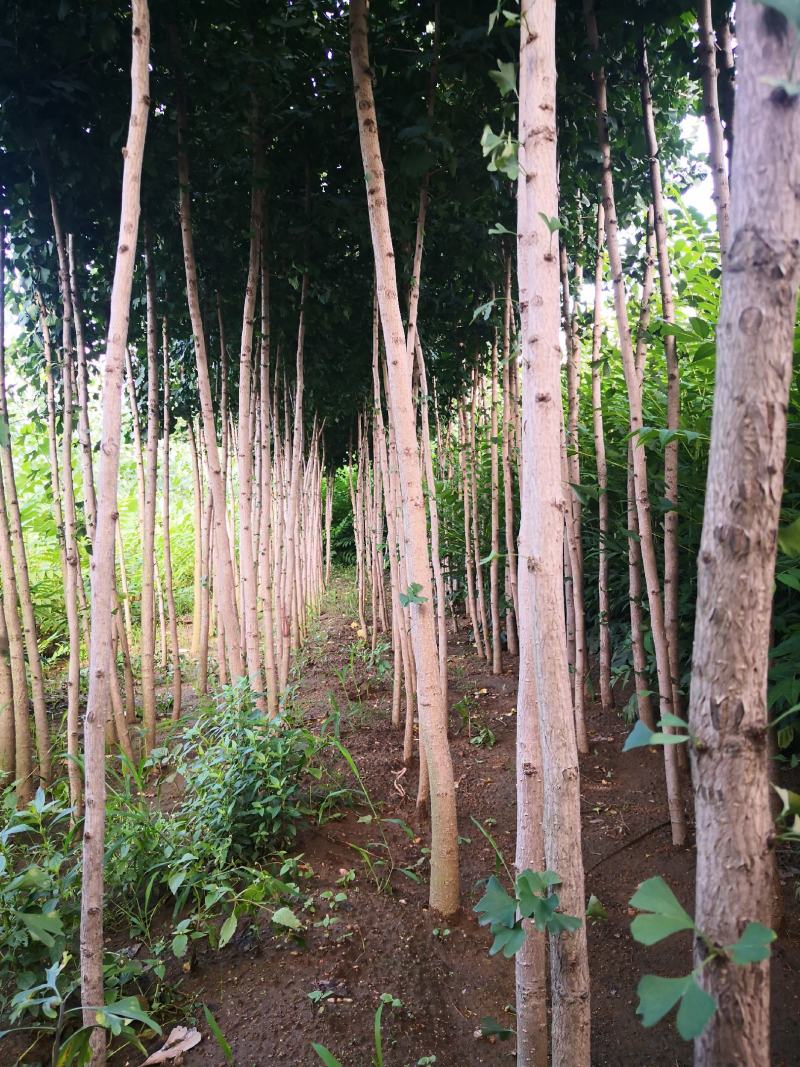 银杏树苗，银杏树，基地苗圃直供质量有保证
