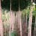 银杏树苗，银杏树，基地苗圃直供质量有保证