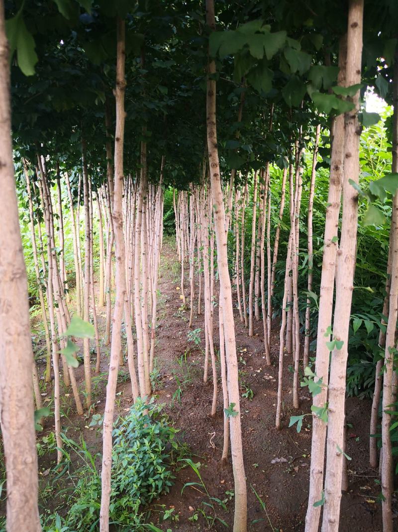 银杏树苗，银杏树，基地苗圃直供质量有保证