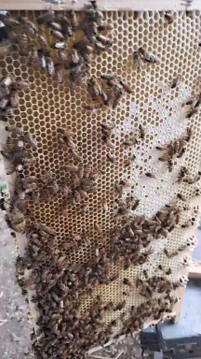 【带木框意蜂新巢脾】繁殖意大利蜜蜂专用边框带铜眼全新巢脾