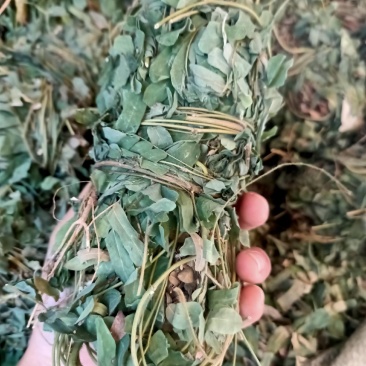 广西野生鸡骨草藤益肝叶鸡骨草茶西相思叶500g中药广东煲
