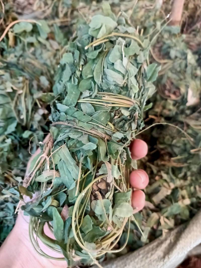 广西野生鸡骨草藤益肝叶鸡骨草茶西相思叶500g中药广东煲